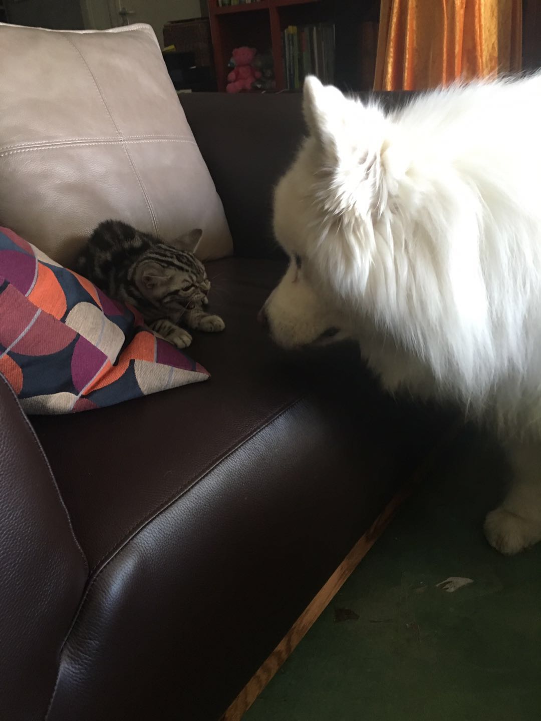 美短虎斑猫一窝,美短虎斑猫的日常