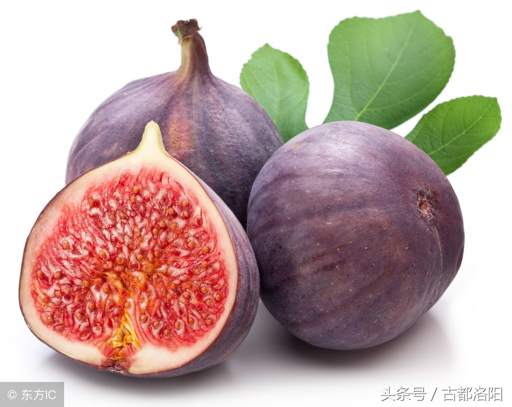 无花果适合什么时间种植,无花果什么时候种植最好