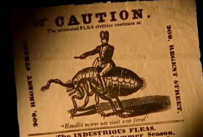 吃活物有寄生虫,吃活的虫子身体里有寄生虫