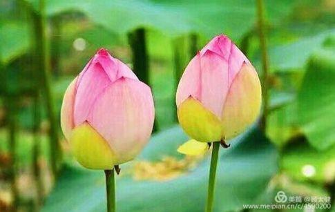 《白浪情丰收节、中秋节、国庆节休闲晚会》优秀作品选登