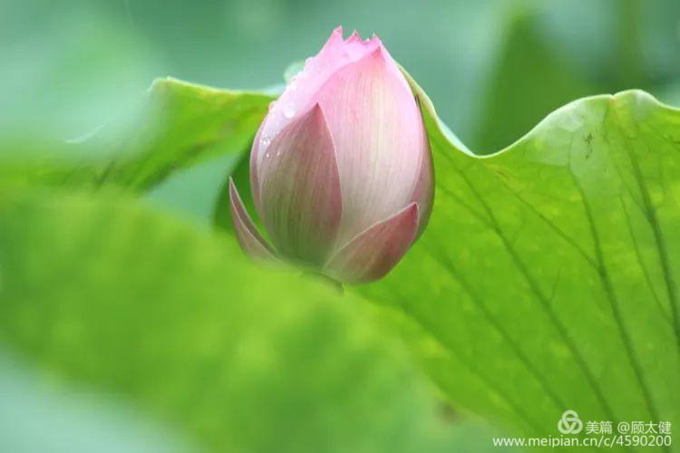 《白浪情丰收节、中秋节、国庆节休闲晚会》优秀作品选登