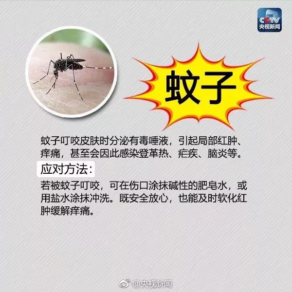 广西蚂蚁咬人事件,广西有种蚂蚁被咬全身痒