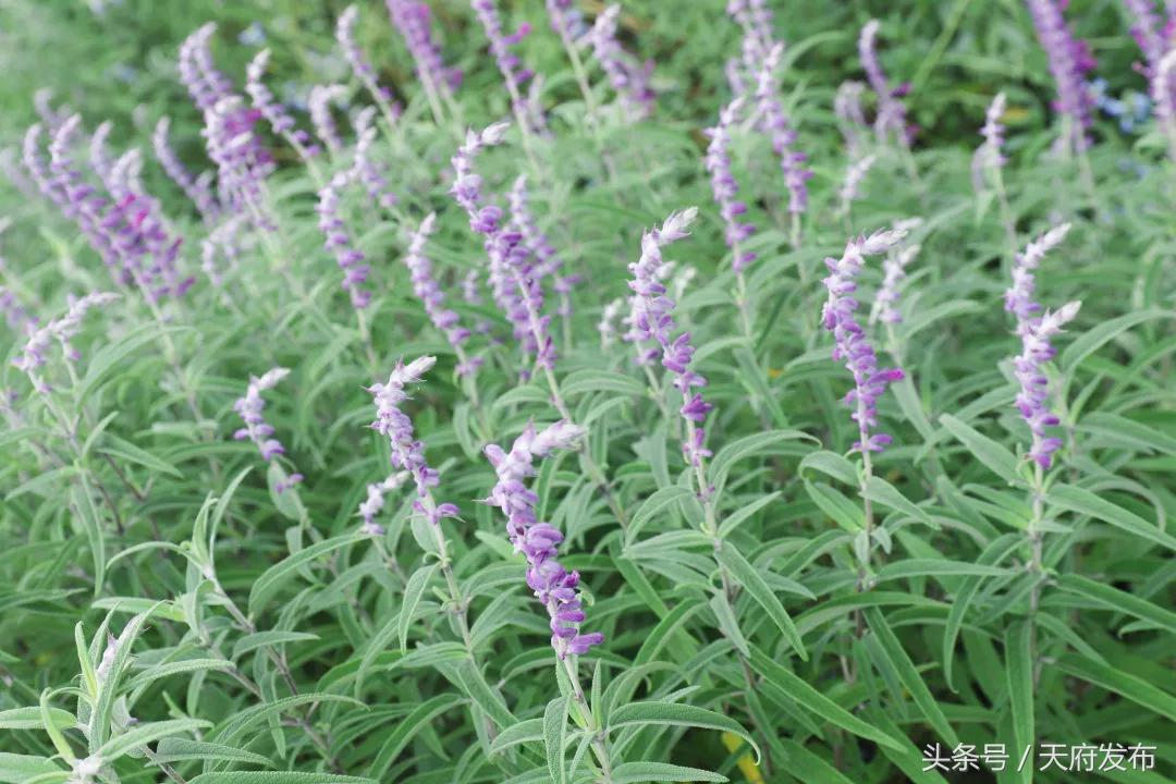 天府新区国庆哪里玩,国庆假期游玩攻略成都天府新区