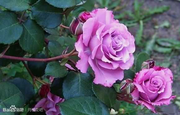 蓝紫色月季品种,39种紫藤品种