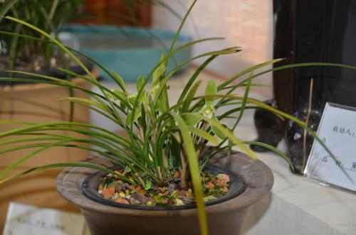 养兰花技巧与方法,养兰花十个小技巧