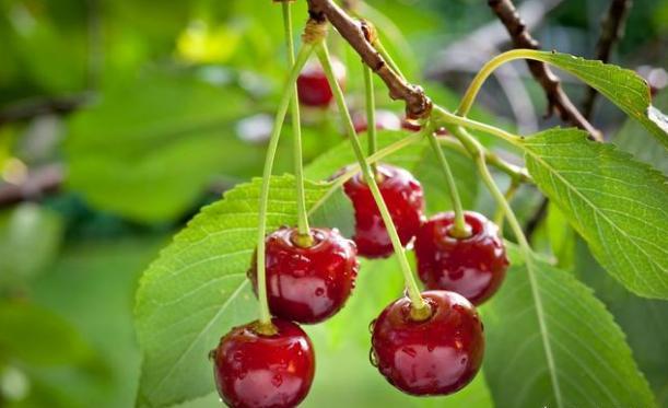 火箭樱桃和巨人樱桃是一个品种吗,特大早熟樱桃秦樱1号樱桃品种