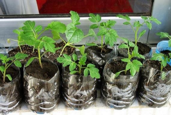 想在阳台种菜有哪些方法,阳台种菜如何准备土壤肥料