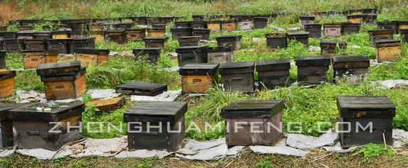 蜂病用西药最佳治疗方法,蜂病综合防治措施