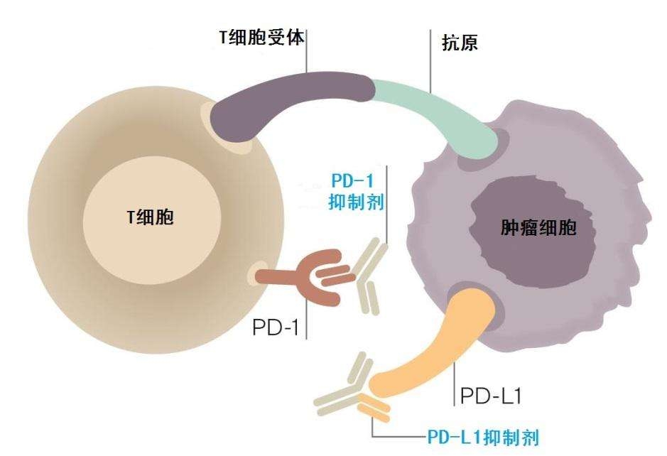 国际上最新研发治癌症的药,中国科学家的癌症免疫疗法