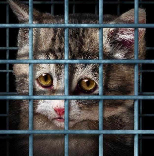 网上买的猫被骗了怎么办,网上买猫真不靠谱吗