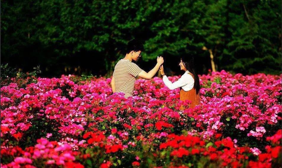 日照花仙子风景区现在能去吗,日照花仙子旅游景区2024年开放吗