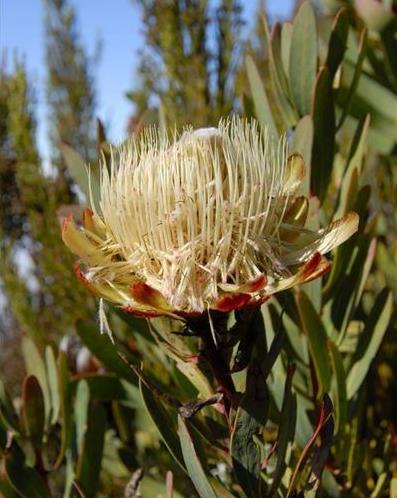 世界上长得最像外星植物的植物,植物界中神秘的植物