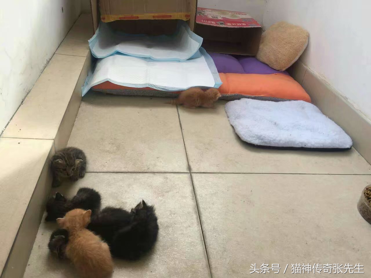 怎么人工喂小猫崽,如何人工喂猫