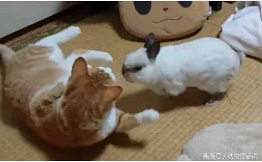 猫咪一直调皮忍不住揍了它,猫咪经常去猫砂盆扒拉几下就走