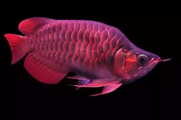 新手养凶猛的鱼推荐龙鱼,如何养好龙鱼小视频