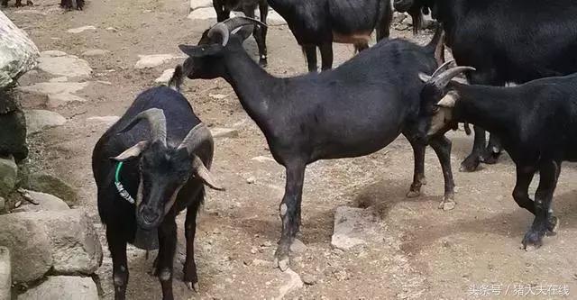 这么多羊看看你养的是哪一种?其他的你又认识几种?