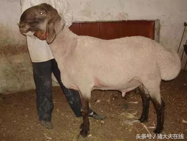 这么多羊看看你养的是哪一种?其他的你又认识几种?