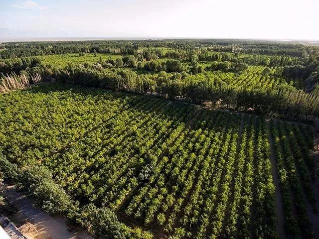 一条拼团｜日本植物精华染发膏，*疆新**若羌红枣