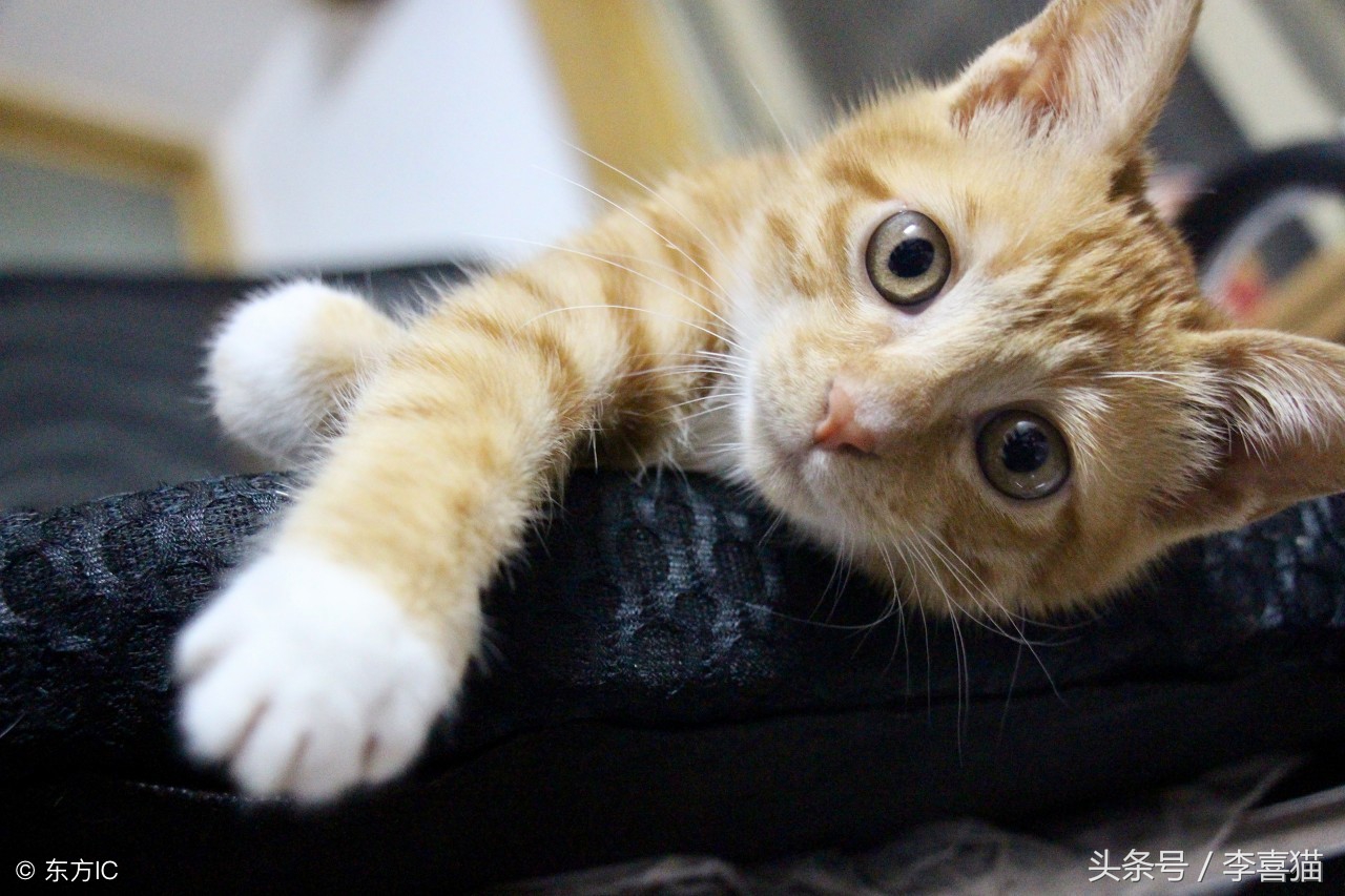 猫咪太凶不让剃毛怎么办,猫咪太温柔怎么让它凶一点