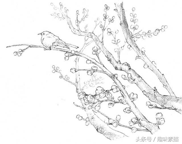 素描腊梅图片,腊梅树素描教学