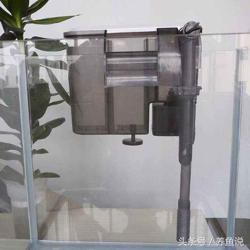 孔雀鱼能养水草吗,孔雀鱼里可以养清道夫吗