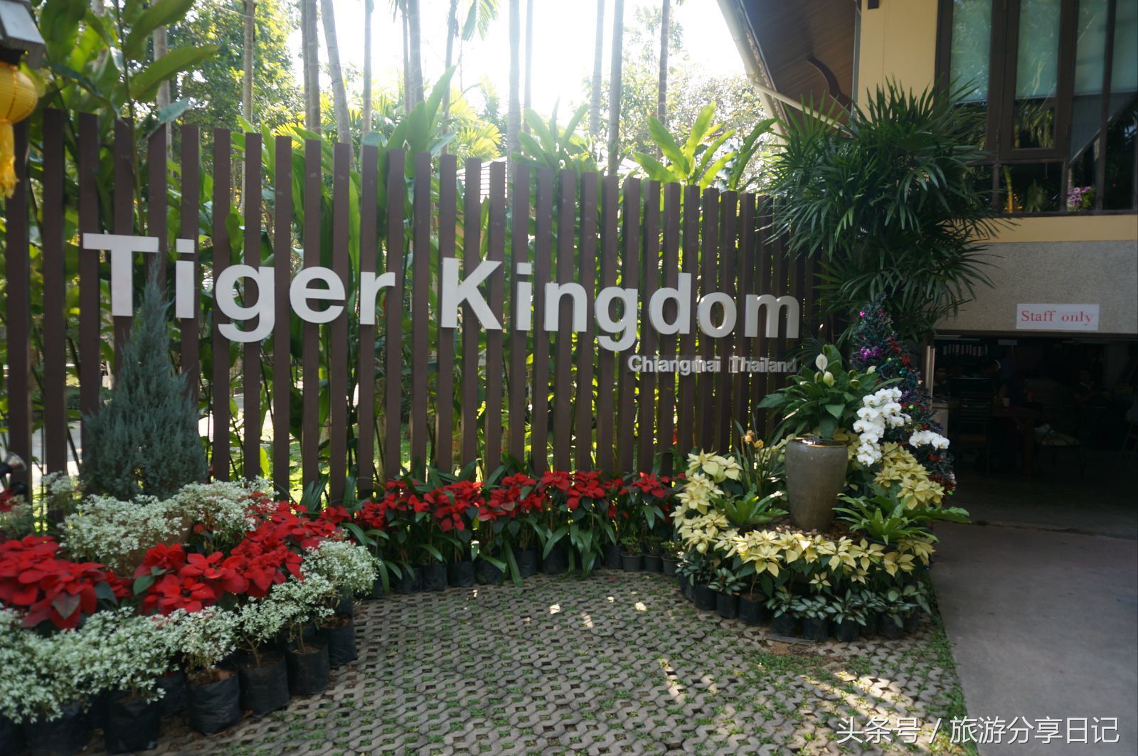 网友在泰国和老虎合影经历,泰国可以和老虎拍照的地方