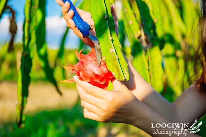 第一次采摘火龙果的体验,高明采摘火龙果