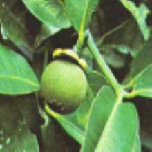 藤黄果是什么果,藤黄果糖人可以吃吗