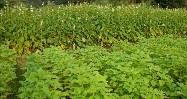 芝麻生长后期如何管理,芝麻增产最快的方法