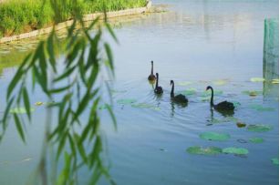 什么？师大的小动物过节了？（内含惊喜）