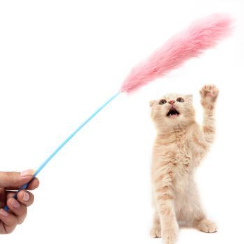 养猫必须做的几件事,养猫每天要做什么