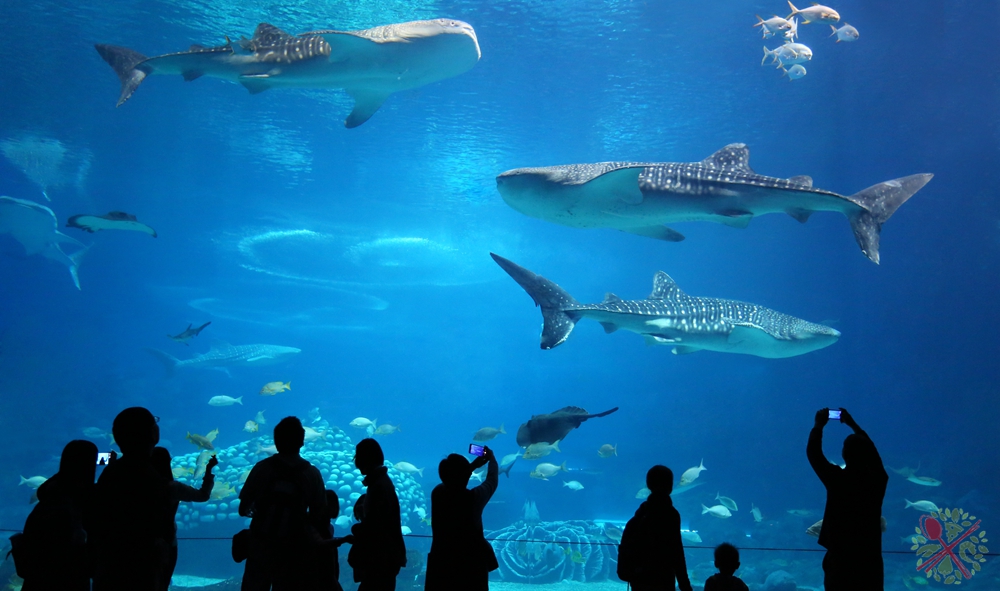 珠海长隆海洋王国企鹅馆北极熊馆,珠海长隆企鹅海洋王国攻略