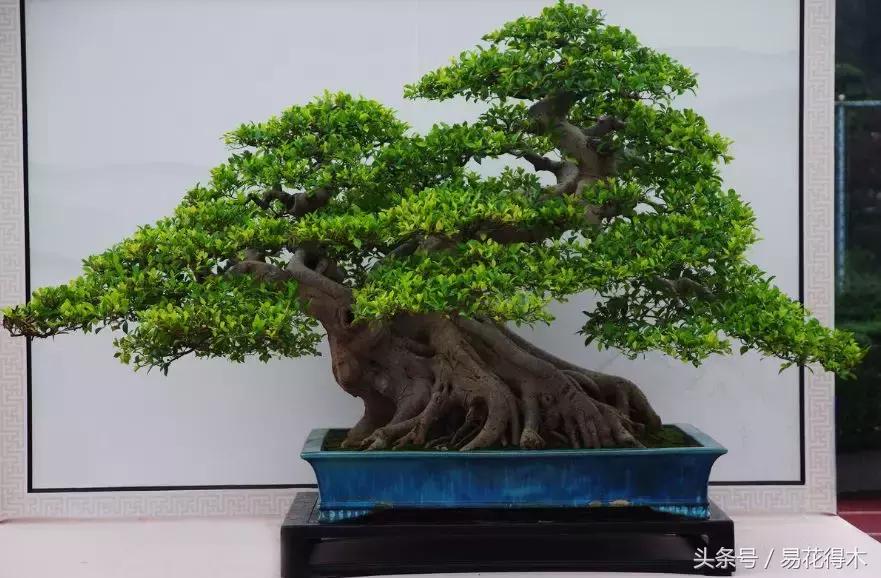 榕树落叶的原因及解决方法,榕树盆景怎样过冬不落叶