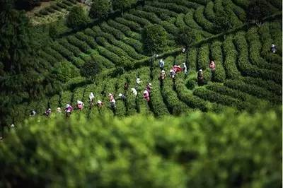 佛山高性价比的小众民宿,青城山惬意小栈精品民宿