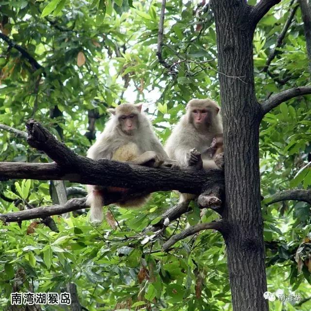 信阳十一自驾游推荐表南湾湖,十一假期旅游推荐信阳自驾游