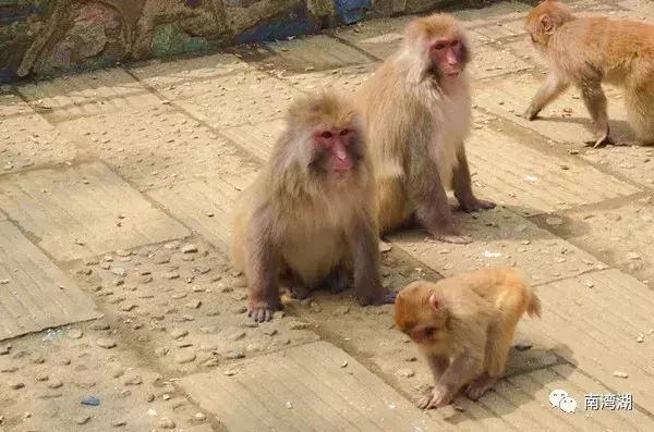 信阳十一自驾游推荐表南湾湖,十一假期旅游推荐信阳自驾游