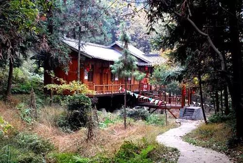 适合带着去旅行的宠物,宠物旅行攻略如何带宠物出门旅游