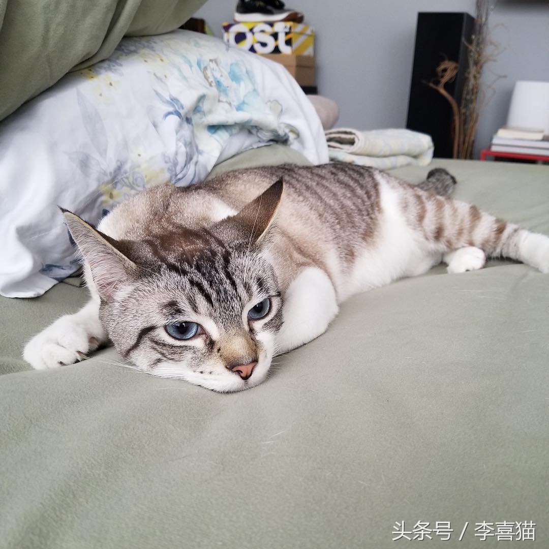 猫咪小小的脑袋大大的身子,猫咪有什么古怪的性格