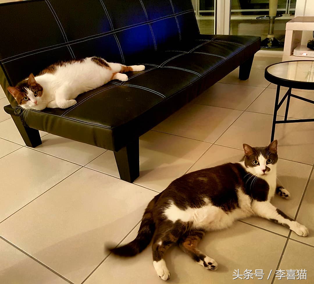 猫咪小小的脑袋大大的身子,猫咪有什么古怪的性格
