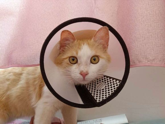 猫癣该怎么才能彻底治好,猫癣能不能彻底治愈