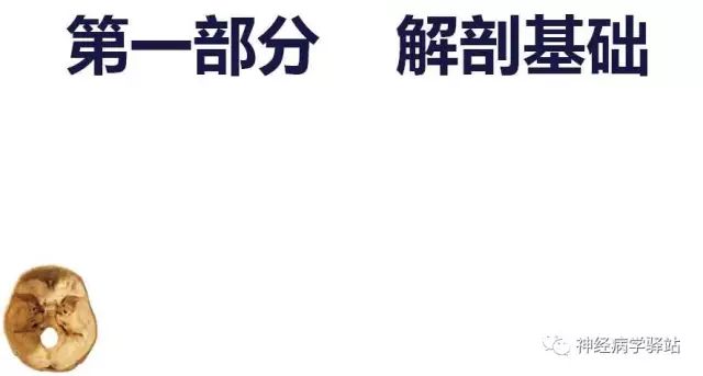 舌下神经和舌咽神经的解剖图,颊神经舌神经解剖图