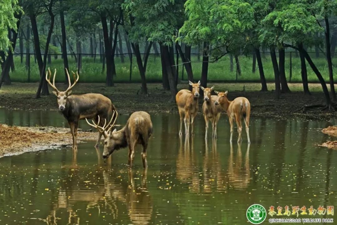 秦皇岛北戴河最值得玩5个地方,秦皇岛北戴河好玩的地方免费