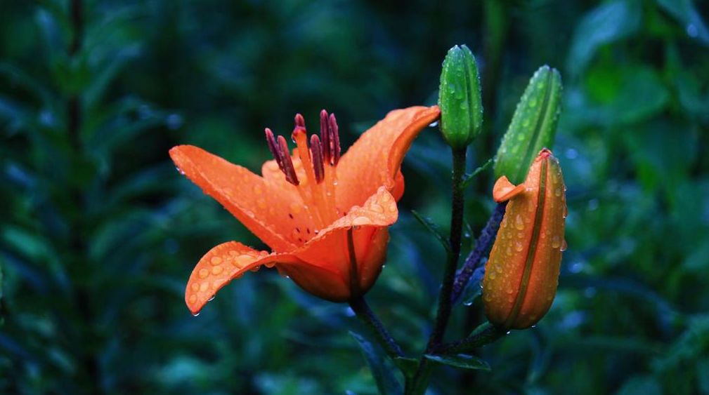 寒露古诗词名句,古诗寒露七言诗句