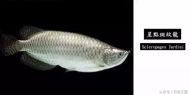 龙鱼的几个品种介绍图,各个品种的龙鱼图片