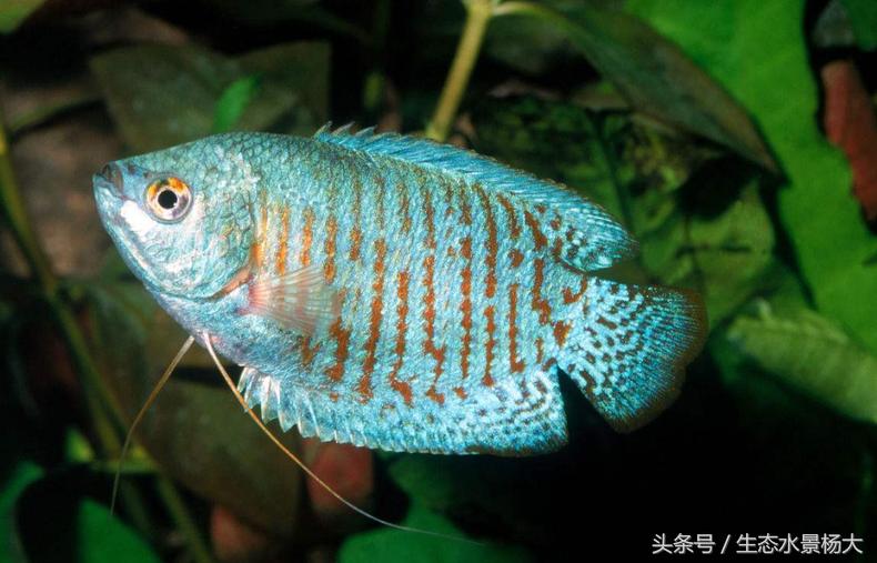 青苔鱼缸适合养什么观赏鱼,鲟龙鱼观赏鱼怎么养在鱼缸