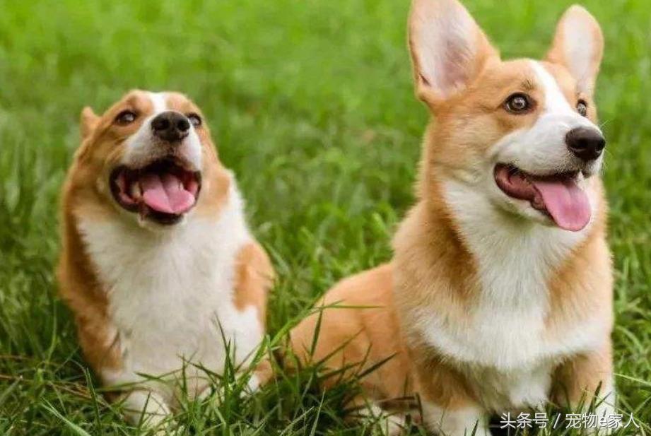 为什么给狗狗做体外驱虫,为什么给狗狗驱虫了还是频繁挠痒