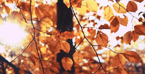 桂花香，残荷，银杏，宁波的秋天