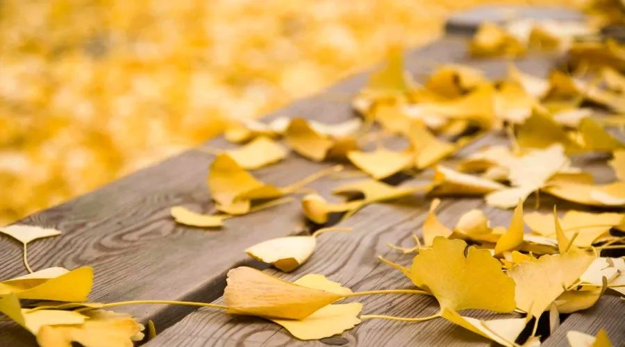 桂花香，残荷，银杏，宁波的秋天