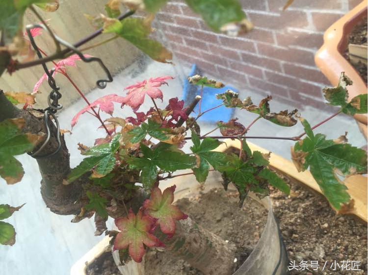 红枫部分叶片焦叶,红枫为什么叶子容易干尖