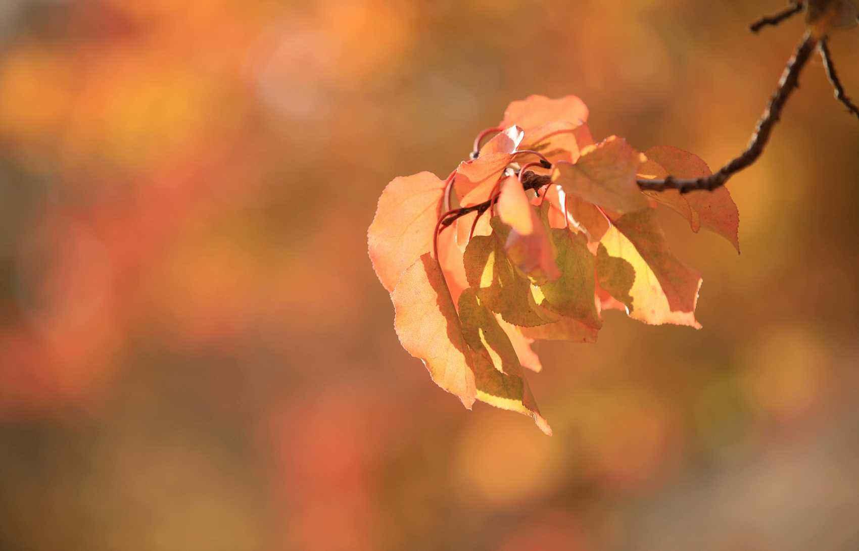 白朴的关于秋天的诗,白朴的关于秋天的诗句